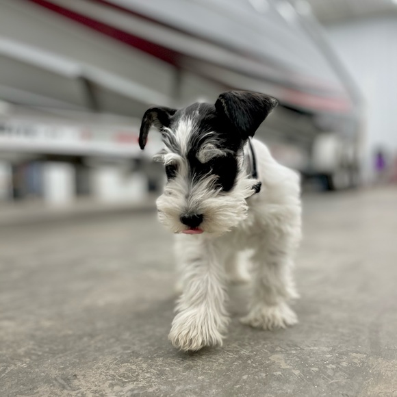 Meet your Posher, Leandra - Picture 9 of 13